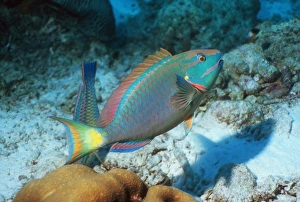 Coral Reef Marine Life Drucke: Stoplight parrotfish