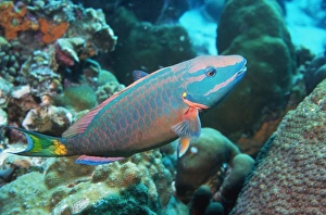 Coral Reef Marine Life Drucke: Stoplight parrotfish supermale