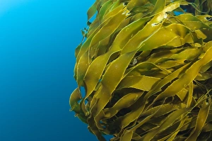 Marine Algae Images Drucke: Strap kelp