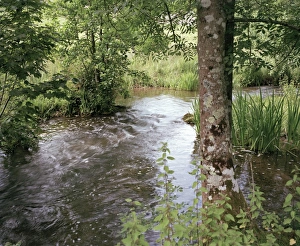 Wiltshire Landscape Drucke: Stream