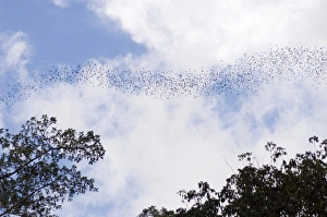 Drucke von Ein Fluss von Fledermäusen (Ordnung Chiroptera) fliegt aus der Deer Cave im Mulu National Park in Sarawak Bilder Datiert 2006 Juni: Fluss der Vögel