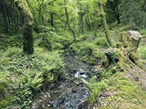 Exmoor Landscape Drucke: Stream and woodland in Devon