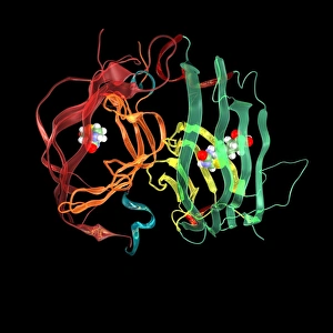 Molekularer Streptavidinkomplex mit Biotin