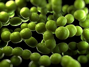 Bilder Datiert 2012 April: Streptococcus Bakterien Kunstwerk