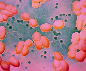 Streptokokus pneumonien Bakterien