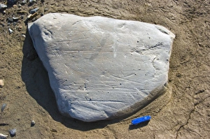 Glacial Erratic Drucke: Striated erratic