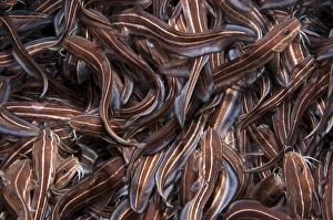 Mediterranean Sea Fish Drucke: Striped Catfish
