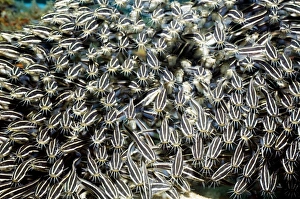 Tropical Ocean Fauna Drucke: Striped eel catfish