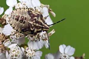 Graphosoma Lineatum Drucke: Striped sheild bug nymph