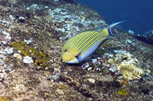 Surgeonfish Species Drucke: Striped surgeonfish