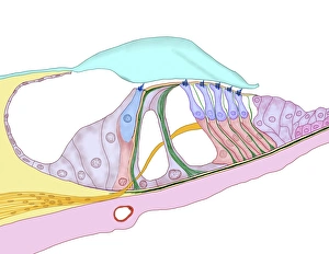 Drucke von Die Struktur des Cochleens. Computerartwerk einer Schnittstelle durch das Organ von Corti, die Hörempfindungsorgan der Schallkanäle in den Innerohrenhöhlen Bilder Datiert 2013 März: Struktur der Cochleä, Kunstwerk
