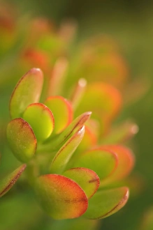 Succulent Plant Photos Drucke: Succulent