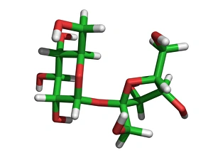 Drucke von Sucrose. Computer-generierte Molekülmodell von Sucrose (C12H22O11). Sukros ist aus Kohlenstoff (grün), Wasserstoff (graubraun) und Sauerstoff (rot) zusammengesetzt Bilder Datiert 2004 März: Zuckermolekül