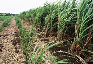 Drucke von Zuckerrohrpflanze (Saccharum officinarum). Auf der Rechten ist Zuckerrohr bereit zur Ernte. Die Stängel werden abgeschnitten und zum Verarbeitungsbetrieb transportiert Bilder Datiert 2004 Oktober: Zuckerrohranbau