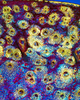 Plant Vascular System Drucke: Sugar cane stem, light micrograph