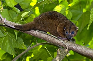 Drucke von Der Sumatran Waldhörnchen (Strigocuscus celebensis) ist eine Art von Eichhornschwein und lebt nur auf den Inseln der Molukken im Indischen Ozean Bilder Datiert 2009 September: Sulawesis Zwergkänguru