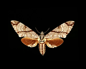 Hawk Moth Species Drucke: Sumatran hawk moth