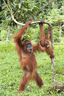 Gunung Leuser National Park Drucke: Sumatran orangutans