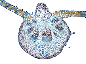 Drucke von Blätter der Sonneblume. Lichtmikroskopische Schnittstelle durch die Mitte eines Sonnenblumen- (Helianthus annuus)- Blattes. Die oberen und unteren Epidermis auf den Oberflächen des Blatts sind blau Bilder Datiert 2009 Oktober: Sonnenblumenlaub, Lichtmikroskopbild