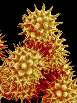 Pollen Grain Morphology Drucke: Sunflower pollen, SEM
