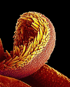 Drucke von Sonnenblumenbestäubung. Farbige Rasterelektronenmikrographie (SEM) von Pollen auf einem Stigma einer Sonnenblumenspflanze (Helianthus sp.) Bilder Datiert 2002 September: Sonnenblumenbestäubung, SEM