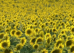Loire Valley Landscape Drucke: Sunflowers
