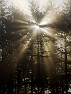 Pine Tree Photography Drucke: Sunlight through pine trees