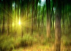 Woodland Landscape Drucke: Sunlit forest, artwork