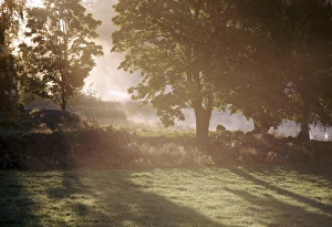 Nature Photography Sweden Drucke: Sunrise through trees