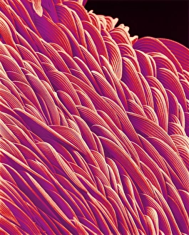 Drucke von Die Haut eines Moskitos. Farbige Rastertunnelmikroskopaufnahme (SEM) von überschneidenden Schuppen an der Hautoberfläche einer unidentifizierten Mücke (Familie Culicidae) Bilder Datiert 2001 Oktober: Oberfläche eines Mosquito unter dem Elektronenmikroskop (SEM)