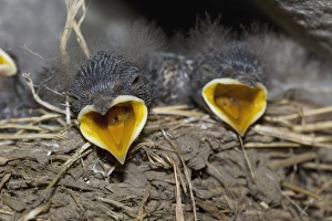 House Martin Nest Drucke: Swallow chicks