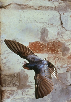 Birds In Flight Stock Photos Drucke: Swallow in flight
