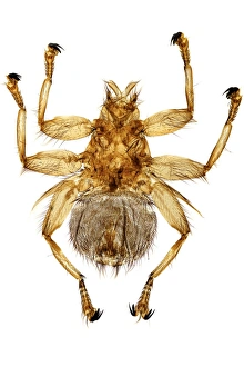 Light Microscopy Images Drucke: Swallow fly, light micrograph
