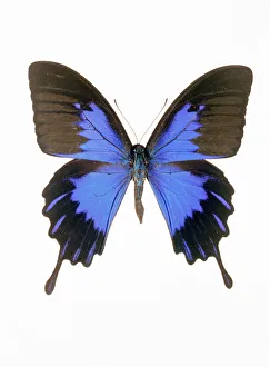 Schmetterlingsfalter