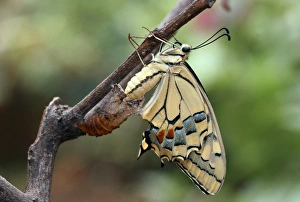 Papilio Machaon Images Drucke: Swallowtail butterfly emerging