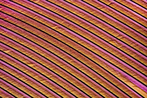 Light Microscopy Images Drucke: Swan feather, light micrograph