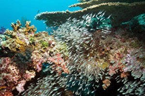Reef Fish Species Drucke: Sweeper fish