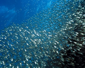 Schleichenfisch
