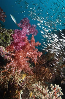 Soft Coral Drucke: Sweeper fish and soft corals