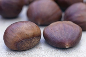 Castanea Sativa Drucke: Sweet chestnuts