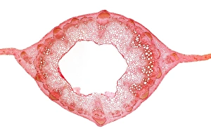 Drucke von Süßpeaschenstamm. Lichtmikroskopische Schnittdurchgangsabbildung eines leeren Süßpeasansteams, der eine Ringe von Blutgefäßbündeln zeigt Bilder Datiert 2012 Januar: Süßkartoffelstiel, leichte Mikrografie