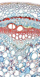 Zuckermaisstwerkzeuge, leichte Mikrografie