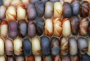 Agricultural Images Drucke: Sweetcorn grains