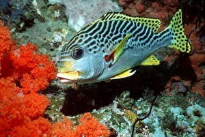 Tropical Fish Indonesia Drucke: Sweetlips fish