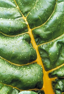 Healthy Vegetable Options Drucke: Swiss chard leaf