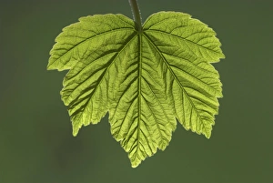 Spring Foliage Drucke: Sycamore leaf