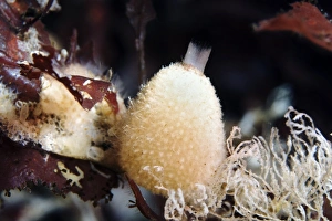 Drucke von Sycon Sp.-Sphinge (Mitte). Siphonen sind primitiv wasserlebende Tiere, die Nahrung aus dem Wasser filtern Bilder Datiert 2010 Februar: Spongeschirne