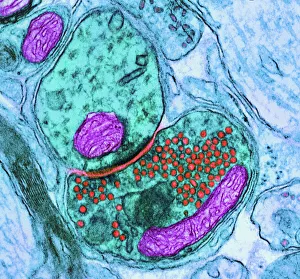 Menschlicher Körper Drucke: Nervenkreuzung Synapsenschnitt, TEM