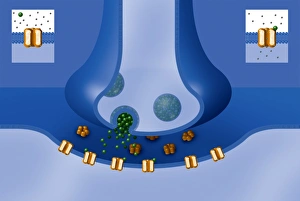 Nerve Impulse Transmission Drucke: Synapse structure, artwork