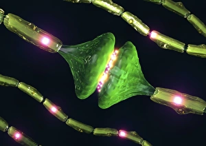 Neuron Communication Drucke: Synapses, artwork